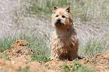 CAIRN TERRIER 285